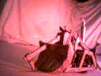 Radio Controlled Shunt
